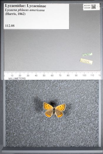 Media type: image;   Entomology 50266